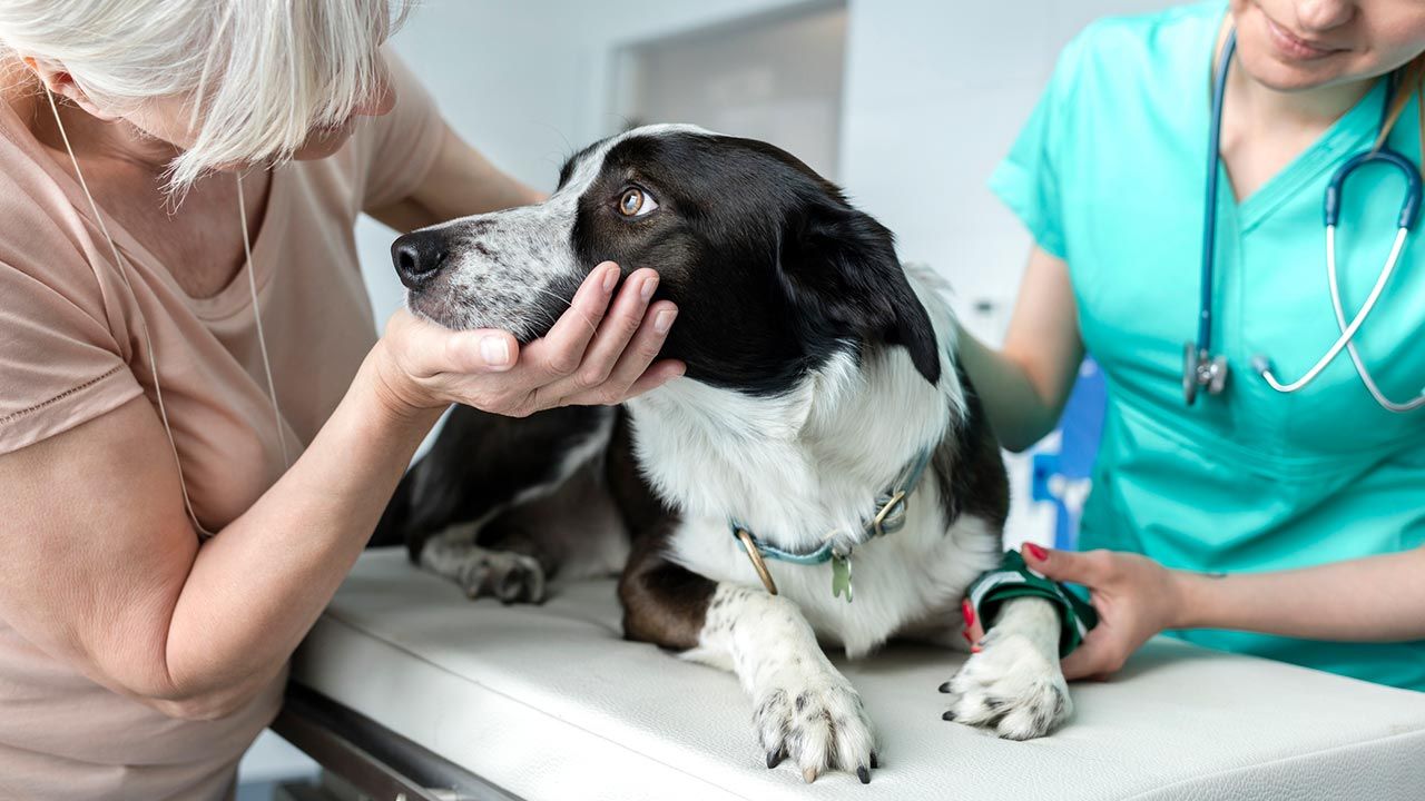 Por ley habrá clínicas veterinarias públicas en todo México